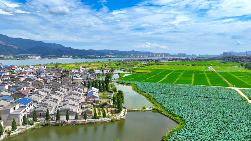 吉水县金滩镇双元村，蓝天白云下，秋日荷塘碧叶连天，勾勒出一幅和谐共生的田园画卷。廖敏摄