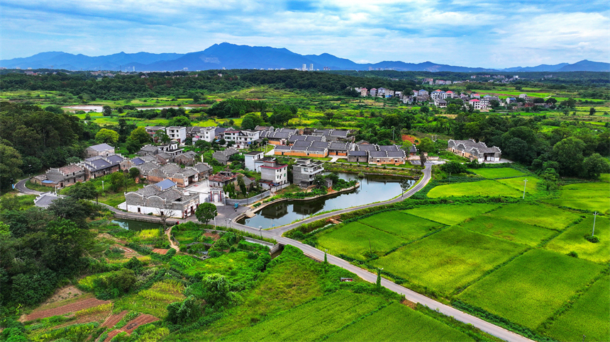 吉水县金滩镇栗头古村，错落有致的明清古建筑与层层铺展的渐黄稻田相映成趣。廖敏摄
