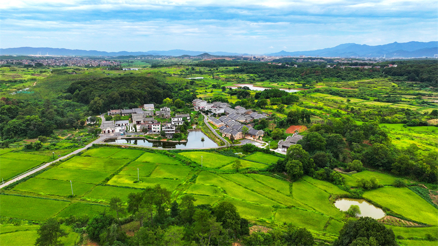 吉水县金滩镇栗头古村，错落有致的明清古建筑与层层铺展的渐黄稻田相映成趣。廖敏摄