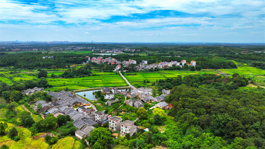 吉水县金滩镇栗头古村，错落有致的明清古建筑与层层铺展的渐黄稻田相映成趣。廖敏摄
