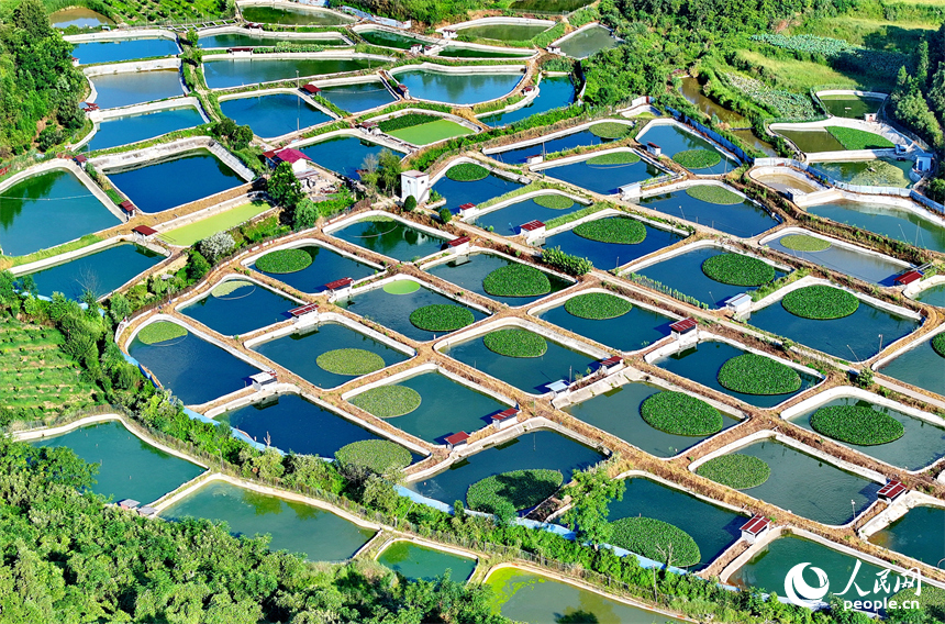 撫州市南豐縣太和鎮丹陽村一帶的甲魚塘星羅棋布，猶如大地調色板。人民網 朱海鵬攝