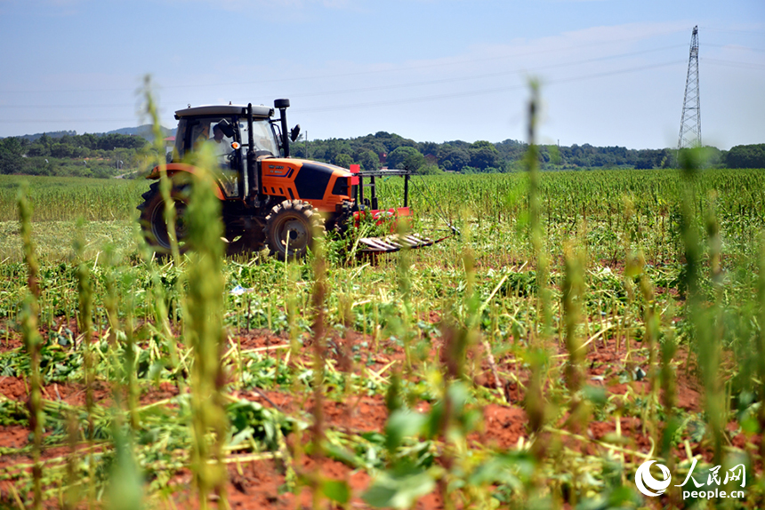 收割機在田間穿梭，收割成熟的芝麻。人民網記者 時雨攝