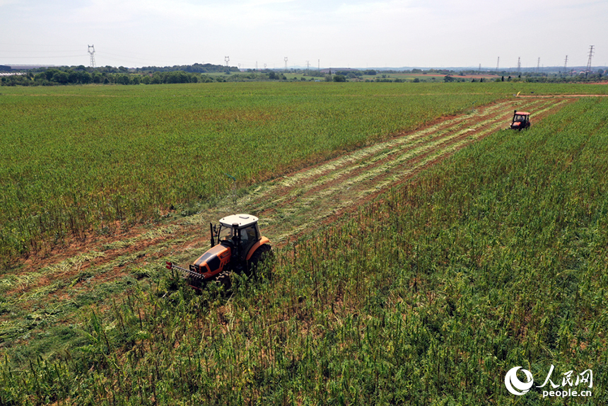 收割機在田間穿梭，收割成熟的芝麻。人民網記者 時雨攝