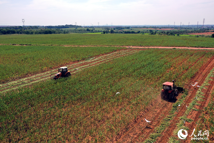 收割機在田間穿梭，收割成熟的芝麻。人民網記者 時雨攝