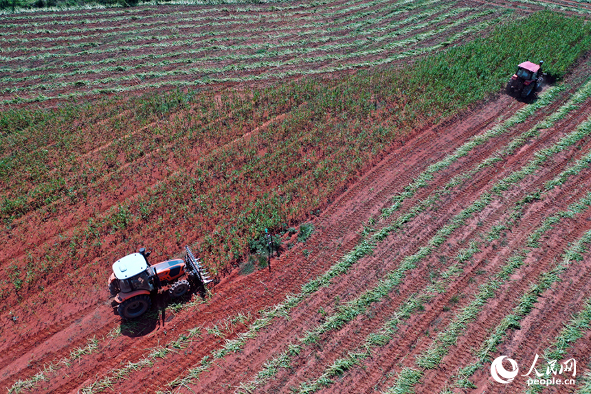 收割機在田間穿梭，收割成熟的芝麻。人民網記者 時雨攝