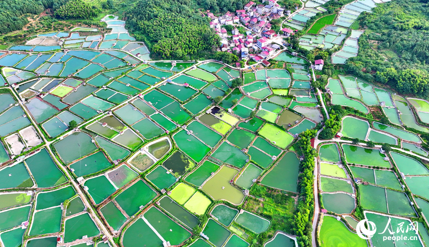 撫州市南豐縣桑田鎮司前村一帶的水產養殖塘星羅棋布，猶如大地調色板。人民網 朱海鵬攝