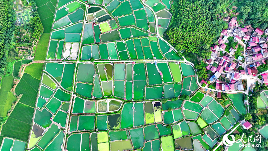 撫州市南豐縣桑田鎮司前村一帶的水產養殖塘星羅棋布，猶如大地調色板。人民網 朱海鵬攝