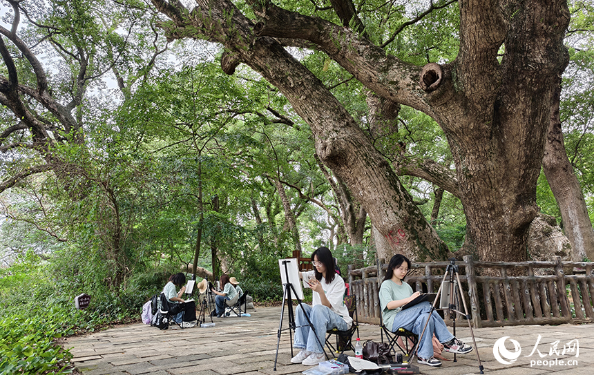 艺术院校的学生们慕名来到水南古樟林，用画笔描绘古树的虬枝与光影。人民网记者 时雨摄