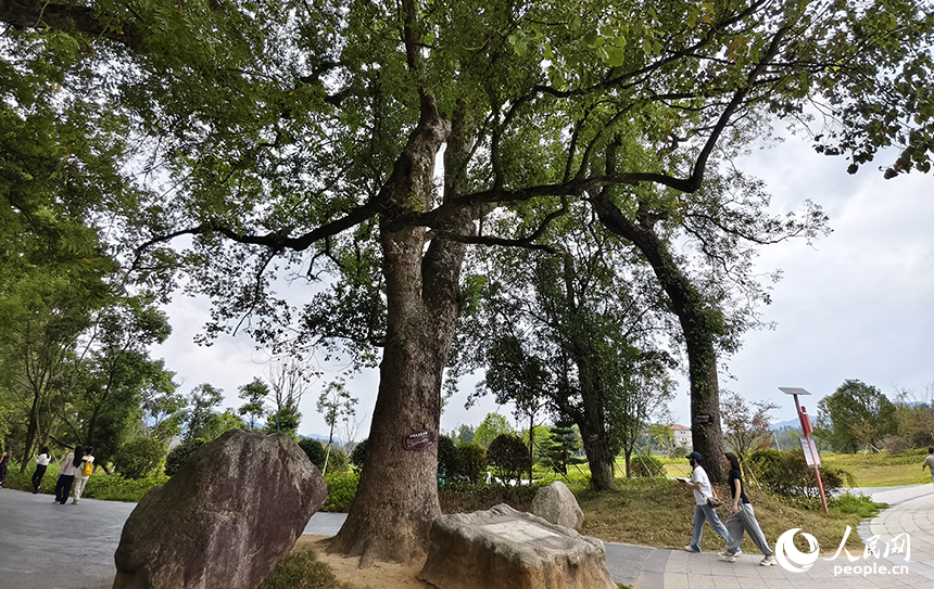 水南古樟林近三千棵古树参天而立，以苍劲的古香樟为主，漫步林间，樟香袭人、鸟语虫鸣，令人心旷神怡。人民网记者 时雨摄