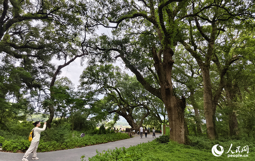 水南古樟林近三千棵古樹參天而立，以蒼勁的古香樟為主，漫步林間，樟香襲人、鳥語虫鳴，令人心曠神怡。人民網記者 時雨攝