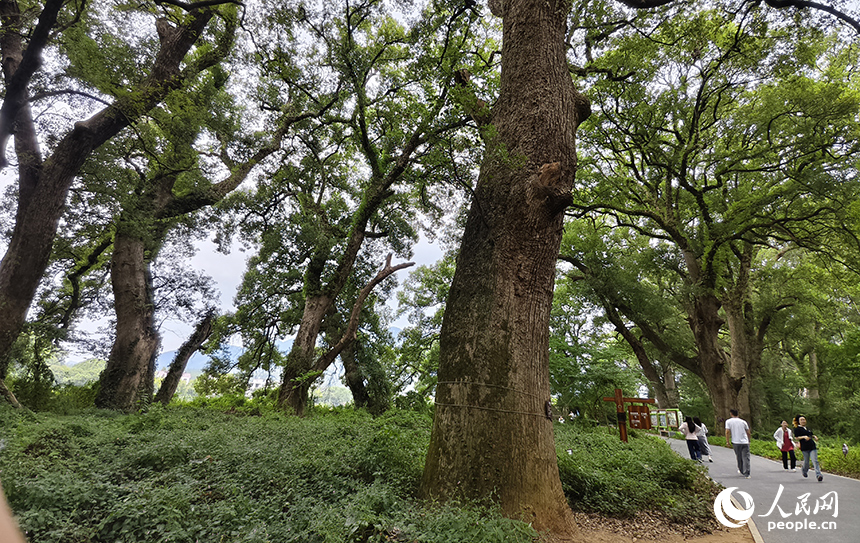 水南古樟林近三千棵古树参天而立，以苍劲的古香樟为主，漫步林间，樟香袭人、鸟语虫鸣，令人心旷神怡。人民网记者 时雨摄