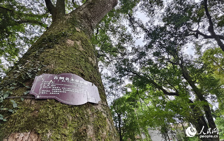 水南古樟林近三千棵古树参天而立，以苍劲的古香樟为主，漫步林间，樟香袭人、鸟语虫鸣，令人心旷神怡。人民网记者 时雨摄