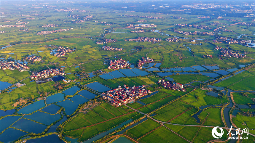 樟樹市大橋街道漁塘村，田園水系環繞，農房錯落有致，秋日鄉村美景怡人。人民網 朱海鵬攝