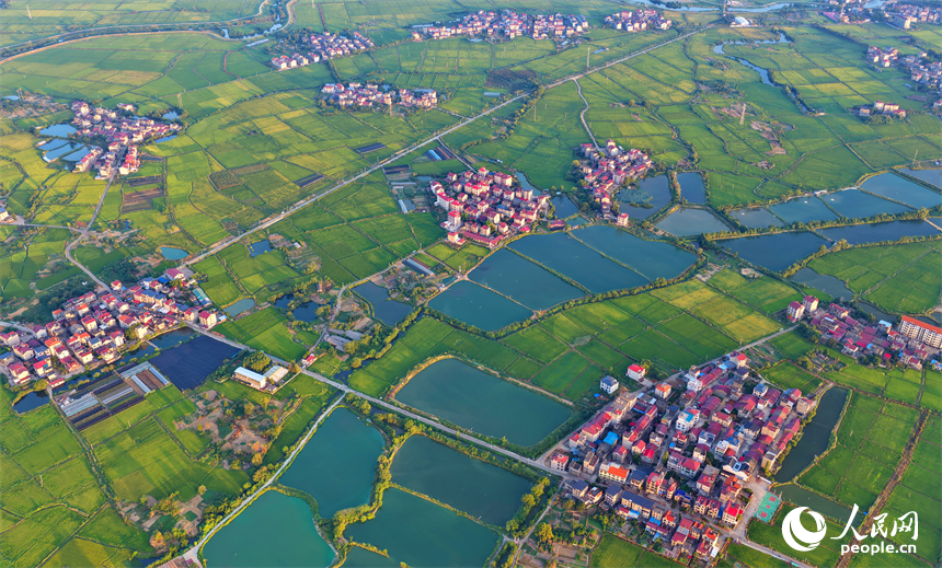 樟樹市大橋街道漁塘村，田園水系環繞，農房錯落有致，秋日鄉村美景怡人。人民網 朱海鵬攝