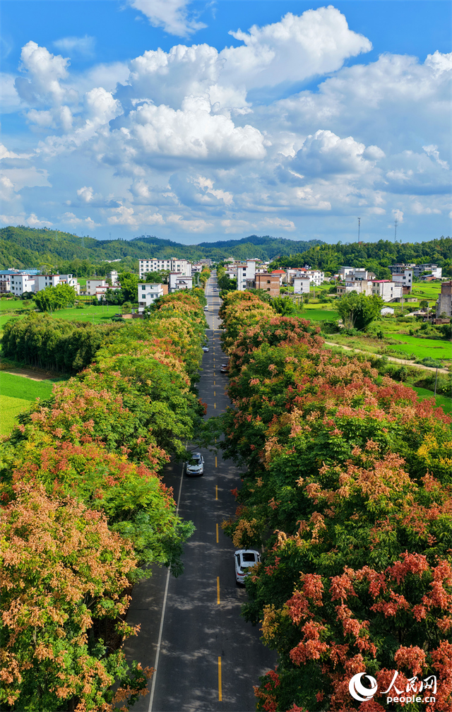 贛州市上猶縣東山鎮廣田村，汽車行駛在農村公路上，公路兩側的欒樹陸續進入盛花期，與村庄、山巒相映成趣。人民網 朱海鵬攝