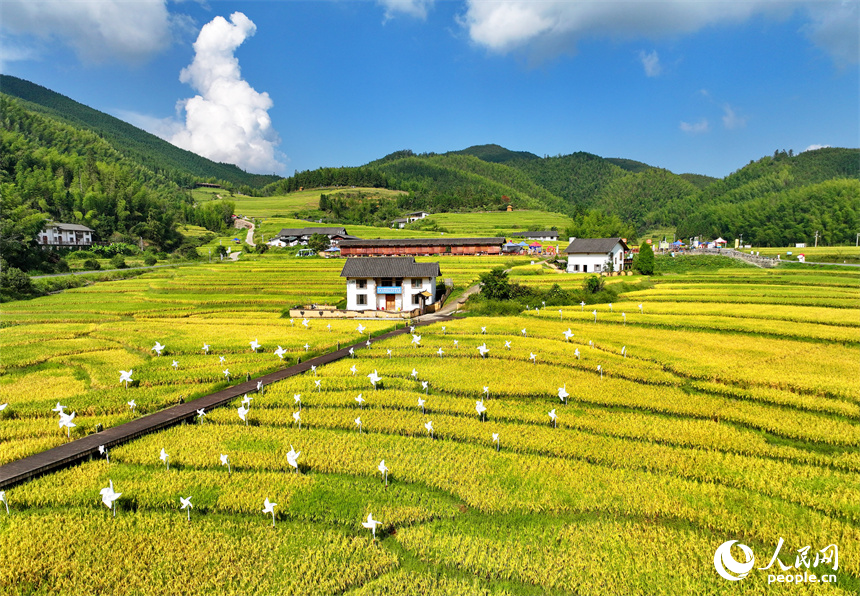 贛州市崇義縣上堡鄉，梯田依山蜿蜒、層層疊疊，在秋風吹拂下，如同掀起層層金色稻浪。人民網 朱海鵬攝