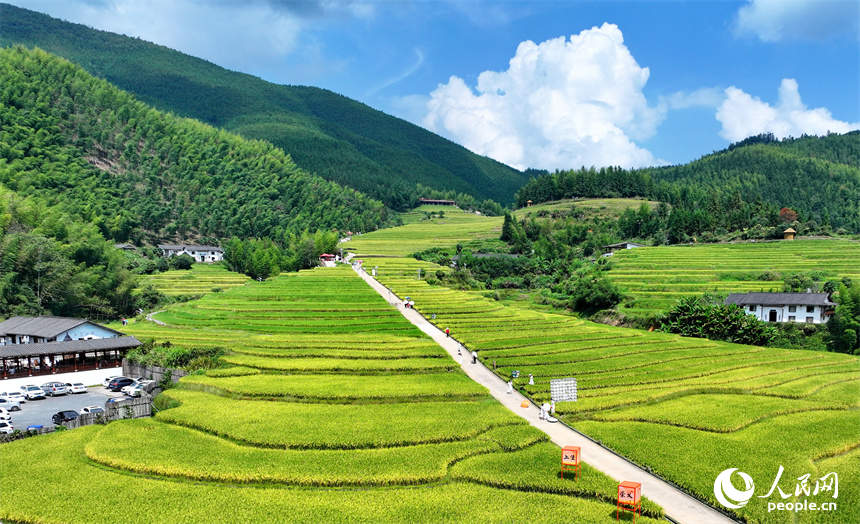 贛州市崇義縣上堡鄉，梯田依山蜿蜒、層層疊疊，在秋風吹拂下，如同掀起層層金色稻浪。人民網 朱海鵬攝