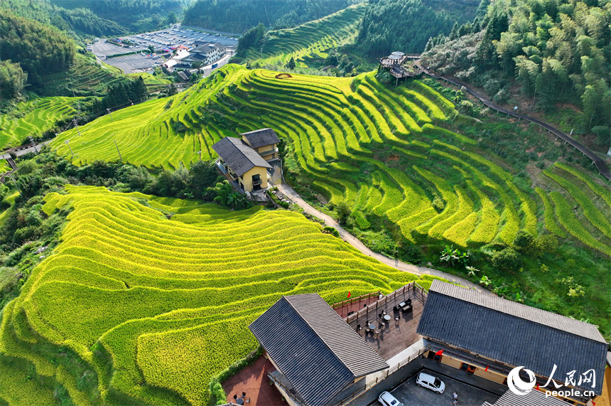 贛州市崇義縣上堡鄉，梯田依山蜿蜒、層層疊疊，在秋風吹拂下，如同掀起層層金色稻浪。人民網 朱海鵬攝
