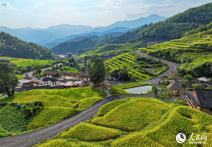 贛州市崇義縣上堡鄉，梯田依山蜿蜒、層層疊疊，在秋風吹拂下，如同掀起層層金色稻浪。人民網 朱海鵬攝