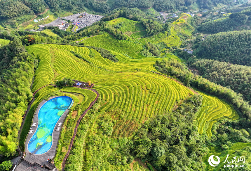 贛州市崇義縣上堡鄉，梯田依山蜿蜒、層層疊疊，在秋風吹拂下，如同掀起層層金色稻浪。人民網 朱海鵬攝