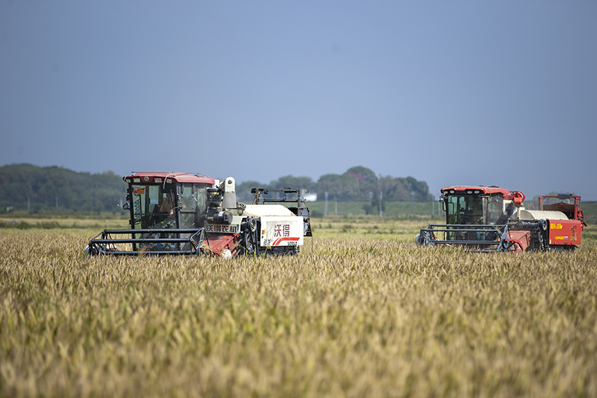 当地农户抢抓晴好天气收割稻谷，田间地头一派繁忙的秋收景象。潘成摄