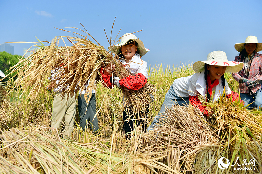 学生们化身“小农夫”，在九洲公园“一亩三分地”的稻田里亲身参与秋收。人民网记者 时雨摄