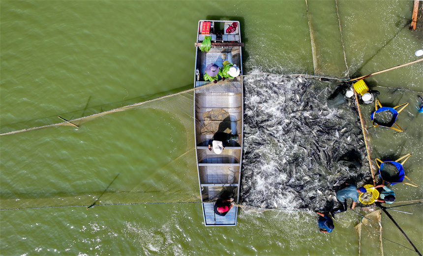 漁民們趁著晴好天氣開啟秋捕作業。潘成攝