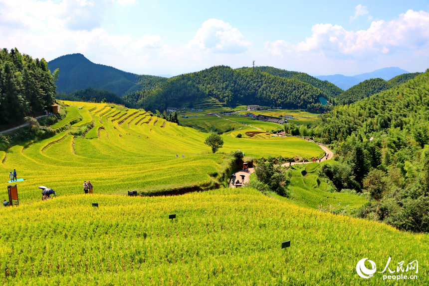 崇义县上堡乡水南村，层叠蜿蜒的梯田吸引不少游客前来游览。人民网 朱海鹏摄