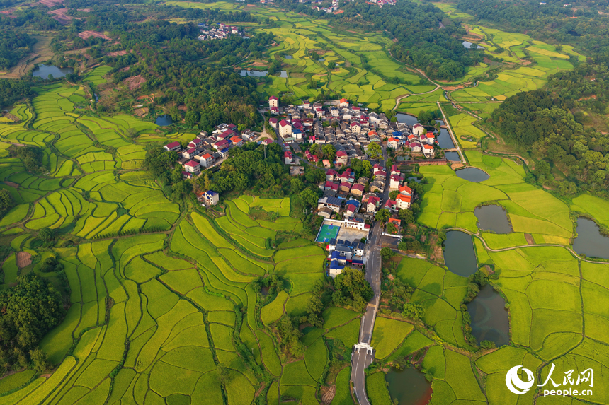 金黄的稻谷铺满乡村田野，与鳞次栉比的房屋和蜿蜒的公路相映成景，人民网 朱海鹏摄