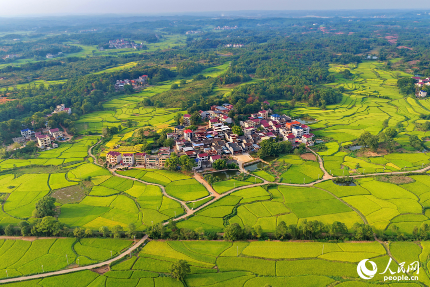 金黄的稻谷铺满乡村田野，与鳞次栉比的房屋和蜿蜒的公路相映成景，人民网 朱海鹏摄