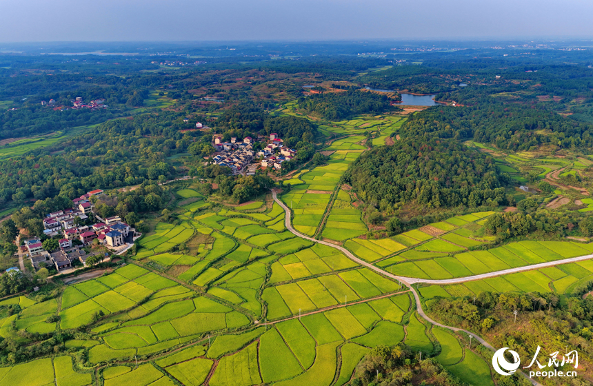 金黄的稻谷铺满乡村田野，与鳞次栉比的房屋和蜿蜒的公路相映成景，人民网 朱海鹏摄