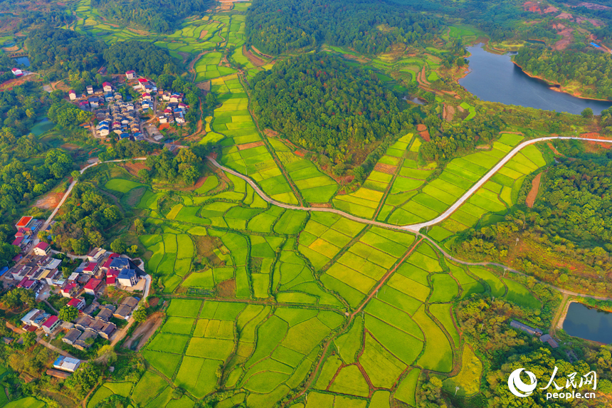 金黄的稻谷铺满乡村田野，与鳞次栉比的房屋和蜿蜒的公路相映成景，人民网 朱海鹏摄