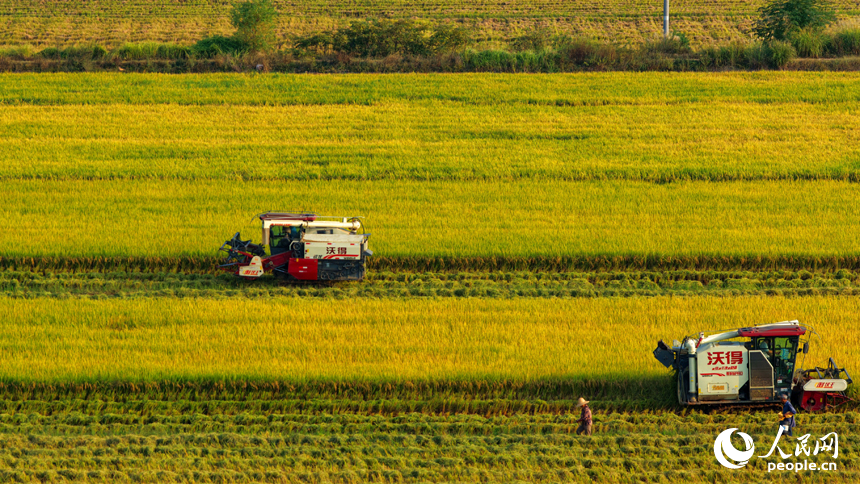吉水縣水田鄉水田村，村民駕駛收割機在高標准農田裡收割晚稻。人民網 朱海鵬攝