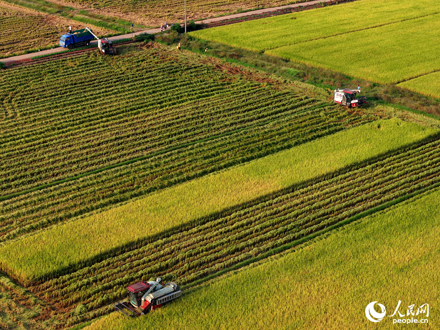 吉水縣水田鄉水田村，村民駕駛收割機在高標准農田裡收割晚稻。人民網 朱海鵬攝