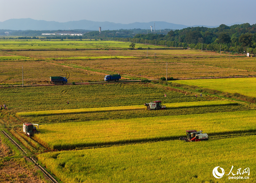 吉水縣水田鄉水田村，村民駕駛收割機在高標准農田裡收割晚稻。人民網 朱海鵬攝