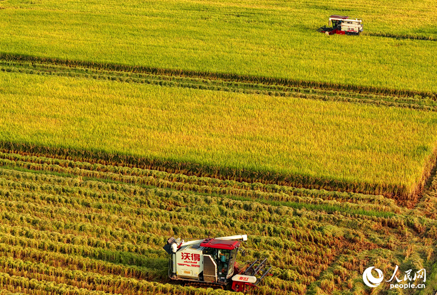 吉水縣水田鄉水田村，村民駕駛收割機在高標准農田裡收割晚稻。人民網 朱海鵬攝
