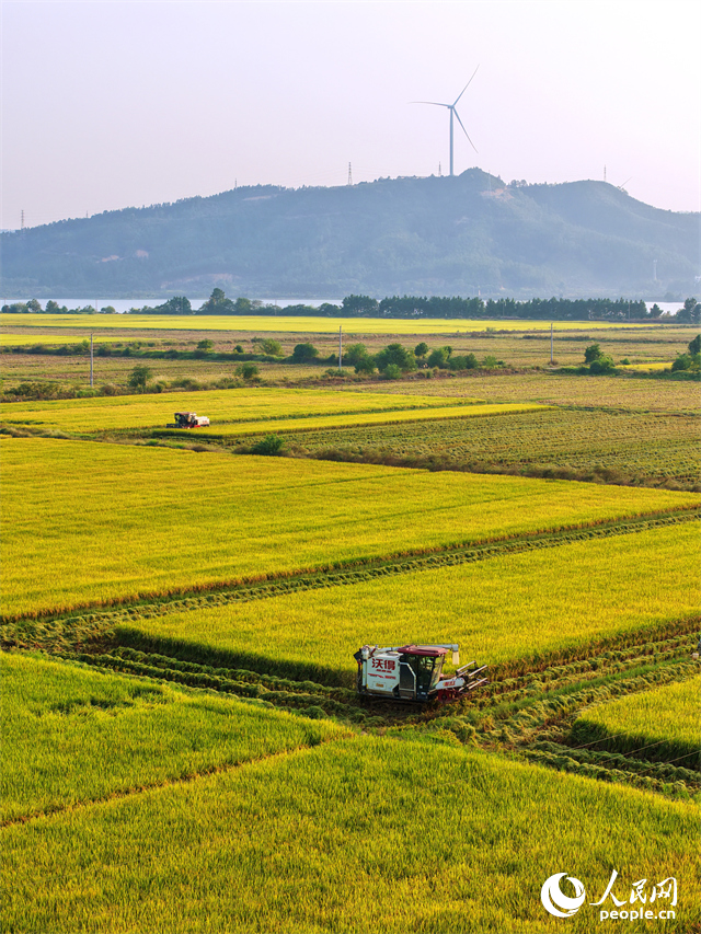 吉安市吉水縣水田鄉，村民駕駛的收割機穿梭在稻浪中，晚稻收獲繁忙有序。人民網 朱海鵬攝