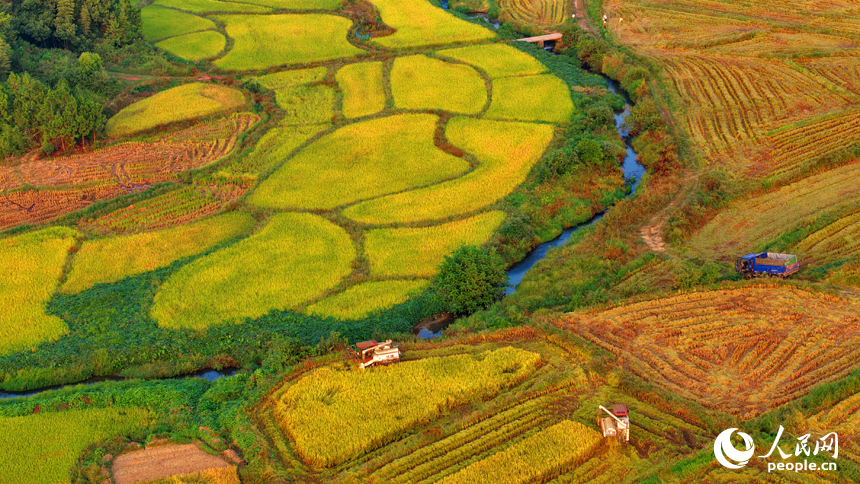 金色稻田、错落村舍、连绵群山相映成趣，构成一幅秋收时节独特的“丰”景画卷。人民网 朱海鹏摄