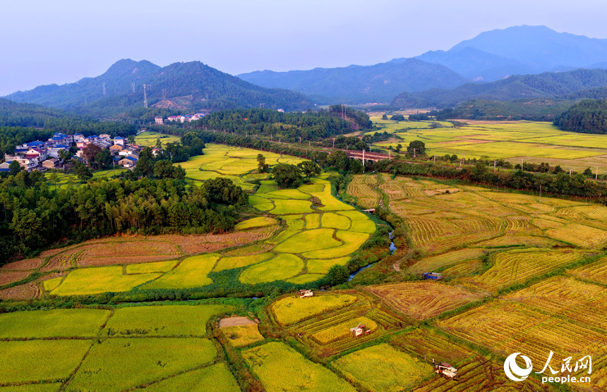金色稻田、错落村舍、连绵群山相映成趣，构成一幅秋收时节独特的“丰”景画卷。人民网 朱海鹏摄