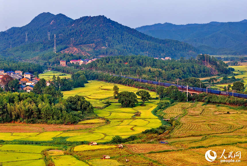 金色稻田、错落村舍、连绵群山相映成趣，构成一幅秋收时节独特的“丰”景画卷。人民网 朱海鹏摄