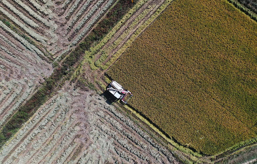 農民駕駛農機收割晚稻。