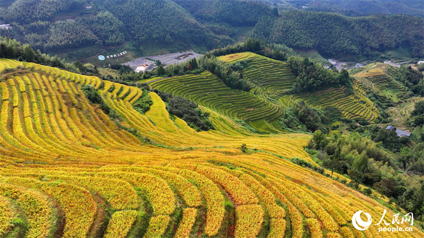 赣州市崇义县上堡乡，层层叠叠的梯田沿山体绵亘蜿蜒，与错落分布的农家房屋、旅游民宿相映成画。人民网 朱海鹏摄