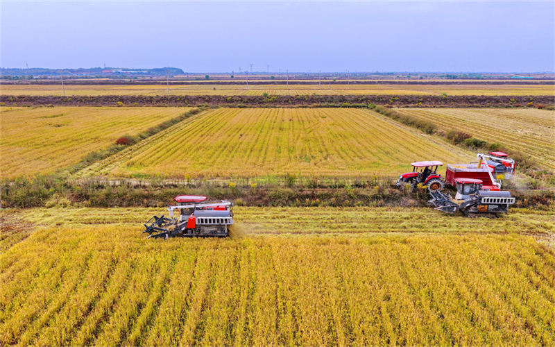 江西南昌：加紧收获秋粮 确保颗粒归仓