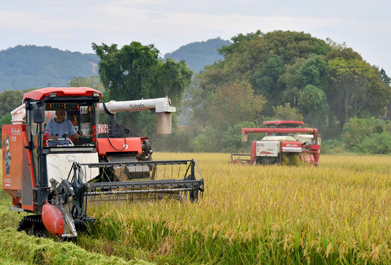 “晚稻收割机械化”/