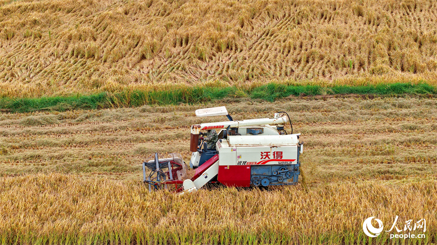 南昌市南昌縣岡上鎮合山村，村民在收割晚稻。人民網 朱海鵬攝