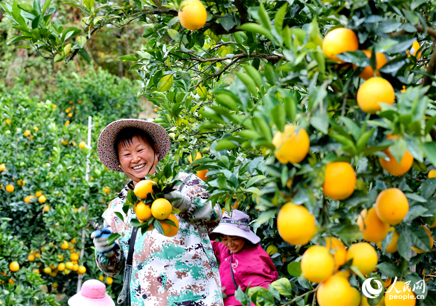 贛州市大余縣池江鎮長江村臍橙種植基地，果農在採摘贛南臍橙。人民網 朱海鵬攝