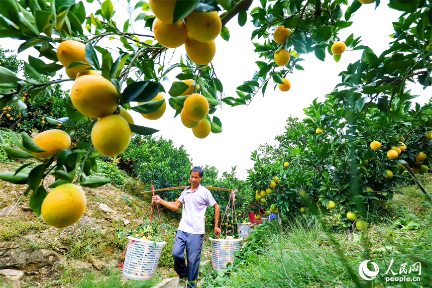 贛州市大余縣池江鎮長江村臍橙種植基地，果農在採摘贛南臍橙。人民網 朱海鵬攝