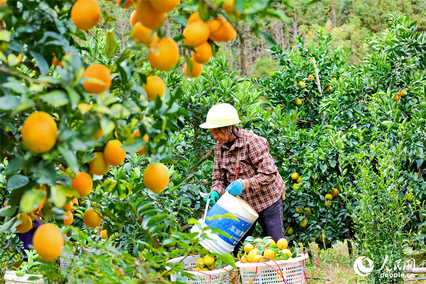 贛州市大余縣池江鎮長江村臍橙種植基地，果農在採摘贛南臍橙。人民網 朱海鵬攝