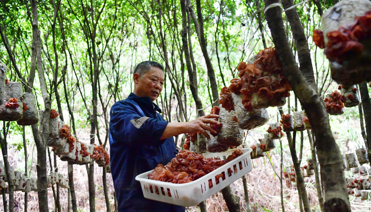绿荫树下宝藏多