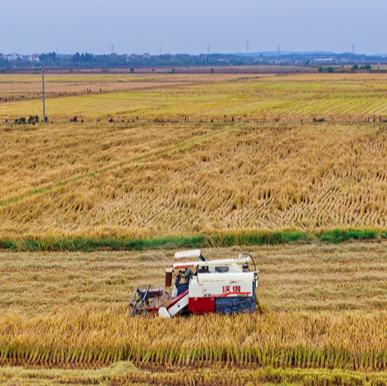 江西南昌：晚稻抢收忙